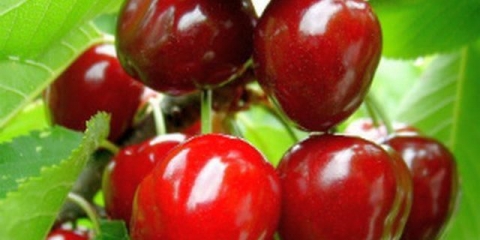 Kako posaditi trešnje na uralu u proljeće